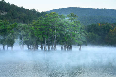 A lake with marsh cypress trees in the fog above the water before dawn. Copy space.の写真素材
