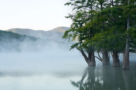 A grove of swamp cypresses before sunrise in the morning fog. Trunks and crowns of trees are reflected in the water surface of the lake. Copy space.の写真素材