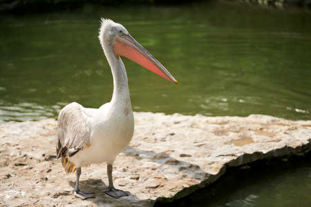 Pelican on the rocky shore of the reservoir close-up. Copy space.の写真素材