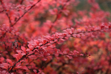 Thunberg's barberry bush with bright red leaves. Selective focus.の写真素材