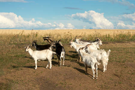 Rustic summer landscape. A herd of goats on the outskirts of the village near a wheat field.の写真素材