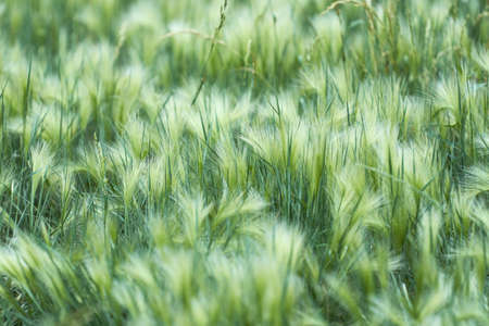 A green and silver carpet made of maned barley. Natural background. Selective focus. Copy space.の写真素材