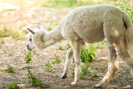 A manicured llama in a pasture. Selective focus.の写真素材