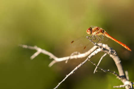 A red dragonfly sitting on a branch of a shrub. Selective focus. Copy space.の写真素材