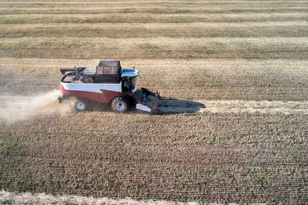 Two-phase grain harvesting. A wheat field with a combine harvester picking up and threshing the mown...
