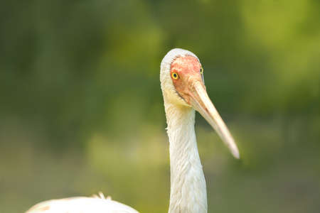 The head of a crane (a sturgeon) in close-up. Selective focus.