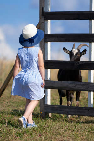 A little girl is standing at the corral with goats. The girl and the goat look at each other.の写真素材