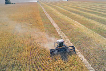 Two-phase grain harvesting. The tractor mows the ears of wheat. In the background, the harvester...