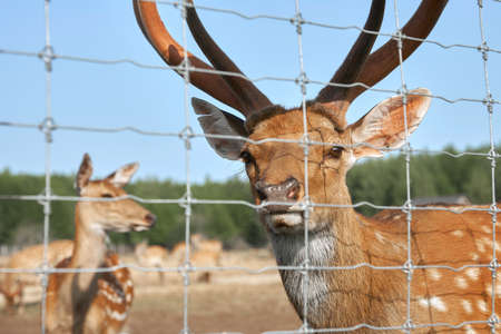 A beautiful deer with a doe behind a wire fence. In the background is a natural environment with a herd of grazing deer. Selective focus.の写真素材