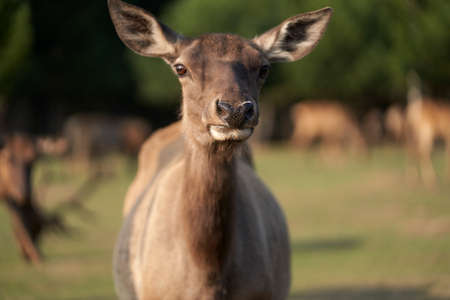 Portrait of a curious doe on a blurred background of a herd of deer in the forest. Selective focus.の写真素材