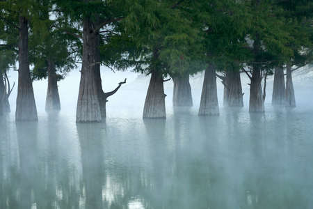 Thick trunks of swamp cypresses in the water at dawn. A milky mist rises above the water surface of the lake. Copy space.の写真素材