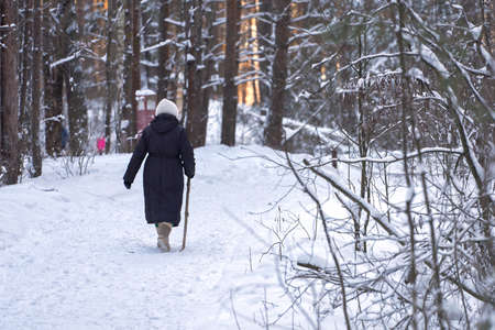 An elderly woman leaning on a stick walks through a winter pine forest. Selective focus.の写真素材