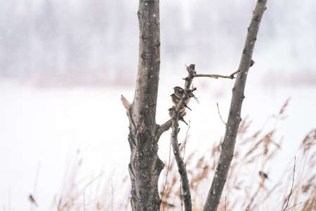 A group of field sparrows on a tree branch on the shore of a frozen snow-covered pond. Snow is falling. selective focus.の写真素材