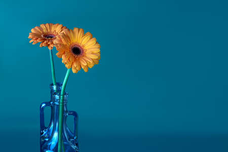 Two charming yellow gerberas in two transparent bottles on a pale blue background. copyspace. macro photography.の写真素材