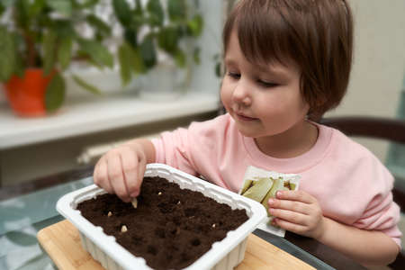 A little girl enthusiastically plants agricultural seeds for seedlings in a plastic container. selective focus.の写真素材
