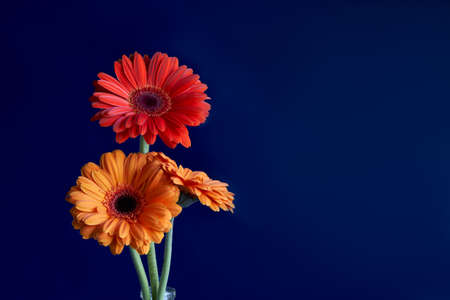 Inflorescences of orange and yellow gerberas on an azure blue background. copyspace. macro photography.の写真素材
