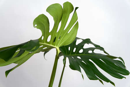 Two large decorative monstera leaves on a white background.