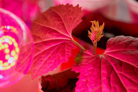 Momordica seedlings in the pink glow of a phytolamp. macro photography.