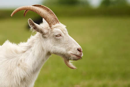 The muzzle of a white goat on the background of a green pasture. side view. copyspace.