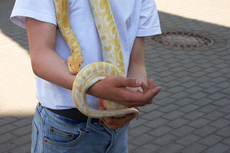 A royal python on the arm of a teenage boy. The child carefully supports the reptile's tail....