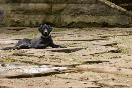 An elderly dog in a collar lies on a stone path in an old park. selective focus.の写真素材