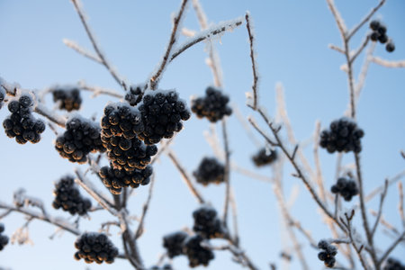Frosted branches with clusters of black mountain ash under the snow. selective focus.の写真素材