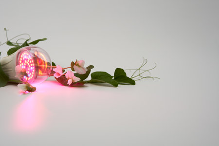 LED bulb for plants and blooming pea shoot in a pink glow on a white background. copyspace.