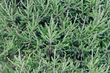 A beautiful pattern of spruce branches. texture.