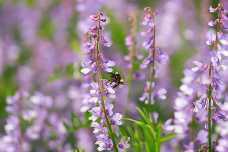 A flowering pasture. Bumblebee on flower vicia cracca.の写真素材