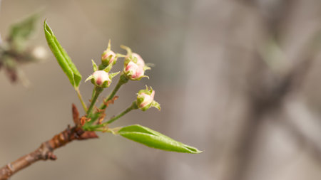 A pear branch in the pink bud stage on a blurry natural background. copyspace.