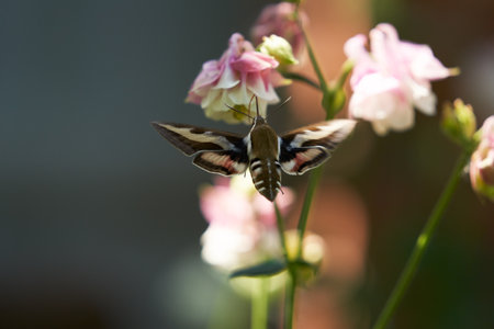 A beautiful species of the moth (sphingidae) drinking nectar from an aquilegia flower.の写真素材