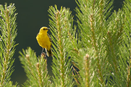 A yellow wagtail among the branches of a pine tree in its natural habitat.の写真素材