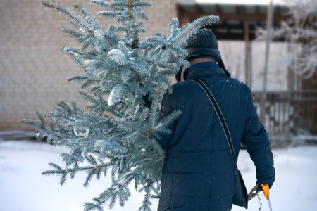 A man carrying a snow-covered blue spruce grown and cut down for Christmas to his dwelling. Winter....