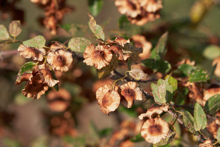Autumn bush of paliurus with green foliage and brown flowers. Natural background.の写真素材