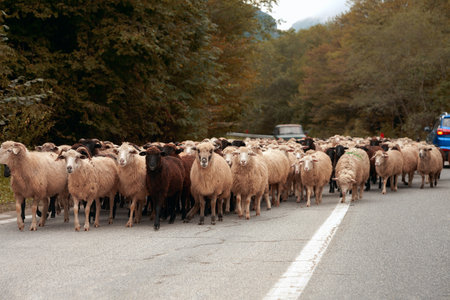 Traffic jam on a mountain highway due to a herd of sheep. Numerous animals blocked the way of...