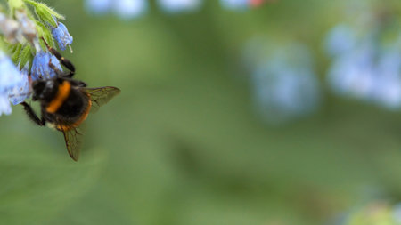 Picturesque natural background of blur of green leaves and blue comfrey flowers with bumblebee on flower in upper left corner. Macro shot. Copy space.の写真素材