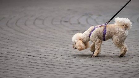 White poodle in dog harness on a walk. Copy space.の写真素材