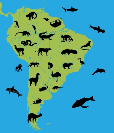 Animals of South Americaのイラスト素材