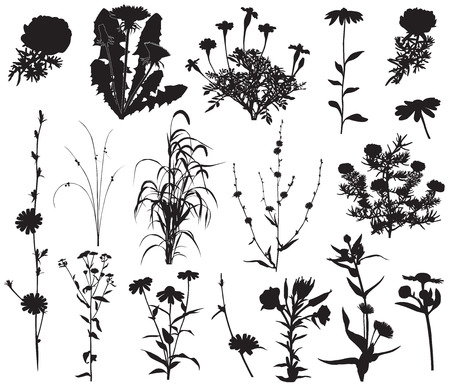 Collection of silhouettes of different species of flowersのイラスト素材