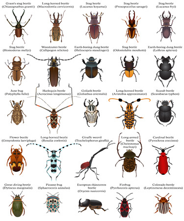 Collection of different species of beetles and bugsのイラスト素材