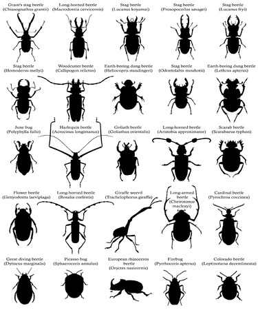 Collection of silhouettes of different species of beetles and bugsのイラスト素材