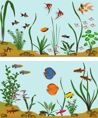 Different species of freshwater fish in aquarium. Color vector illustration.のイラスト素材