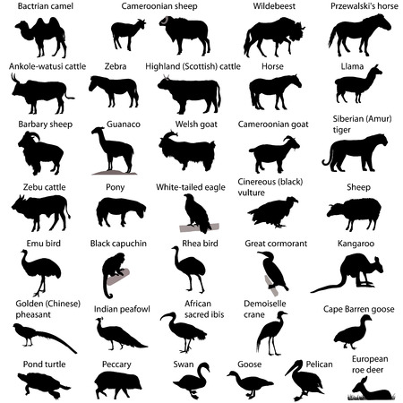 Collection of silhouettes of different species of animalsのイラスト素材