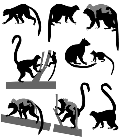 Ring-tailed lemurs and its cubs in silhouetteのイラスト素材