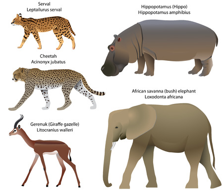 Collection of animals living in the territory of Africa: serval, cheetah, gerenuk, hippopotamus, African savanna elephant.のイラスト素材
