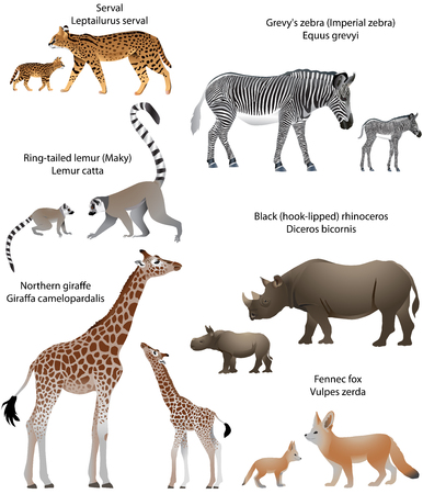 Collection of animals with cubs living in the territory of Africa: northern giraffe, black rhinoceros, Grevy's zebra, ring-tailed lemur, fennec fox, servalのイラスト素材