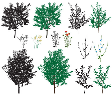 Several species of trees and flowers in color images and silhouettes.のイラスト素材