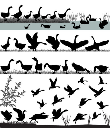 Silhouettes of gooses flying and floating on waterのイラスト素材