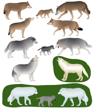 Collection of different species of wolves and wolf-cubsのイラスト素材