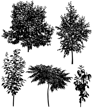 Collection of silhouettes of different species of trees: cherry, pear, plum, birch, sumacのイラスト素材